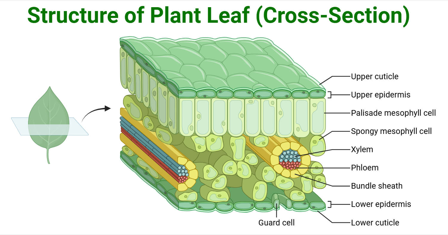 Biology